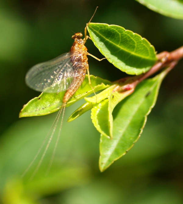 Serratella ignita